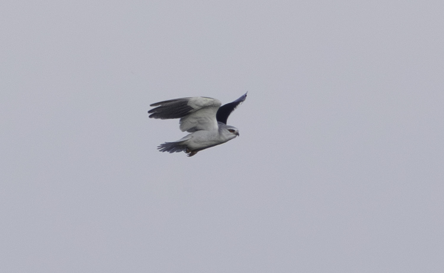 Black-winged Kite