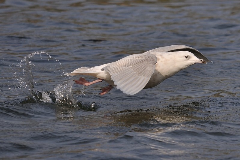 Iceland Gull
