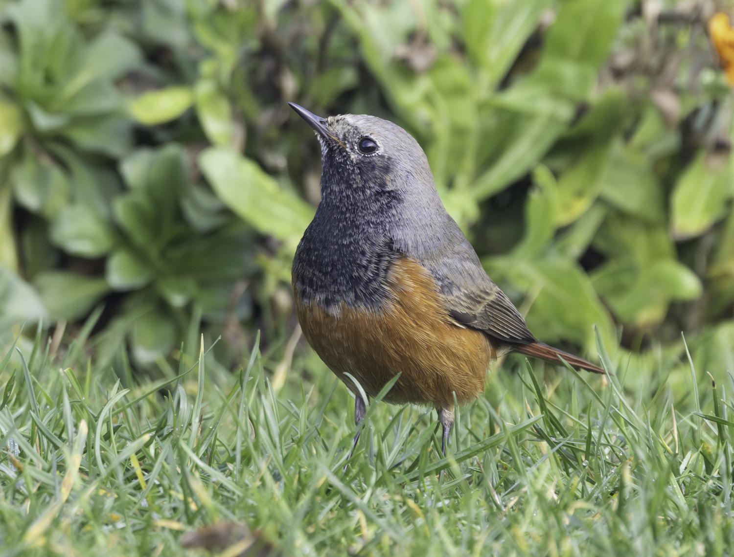 Eastern Black Redstart