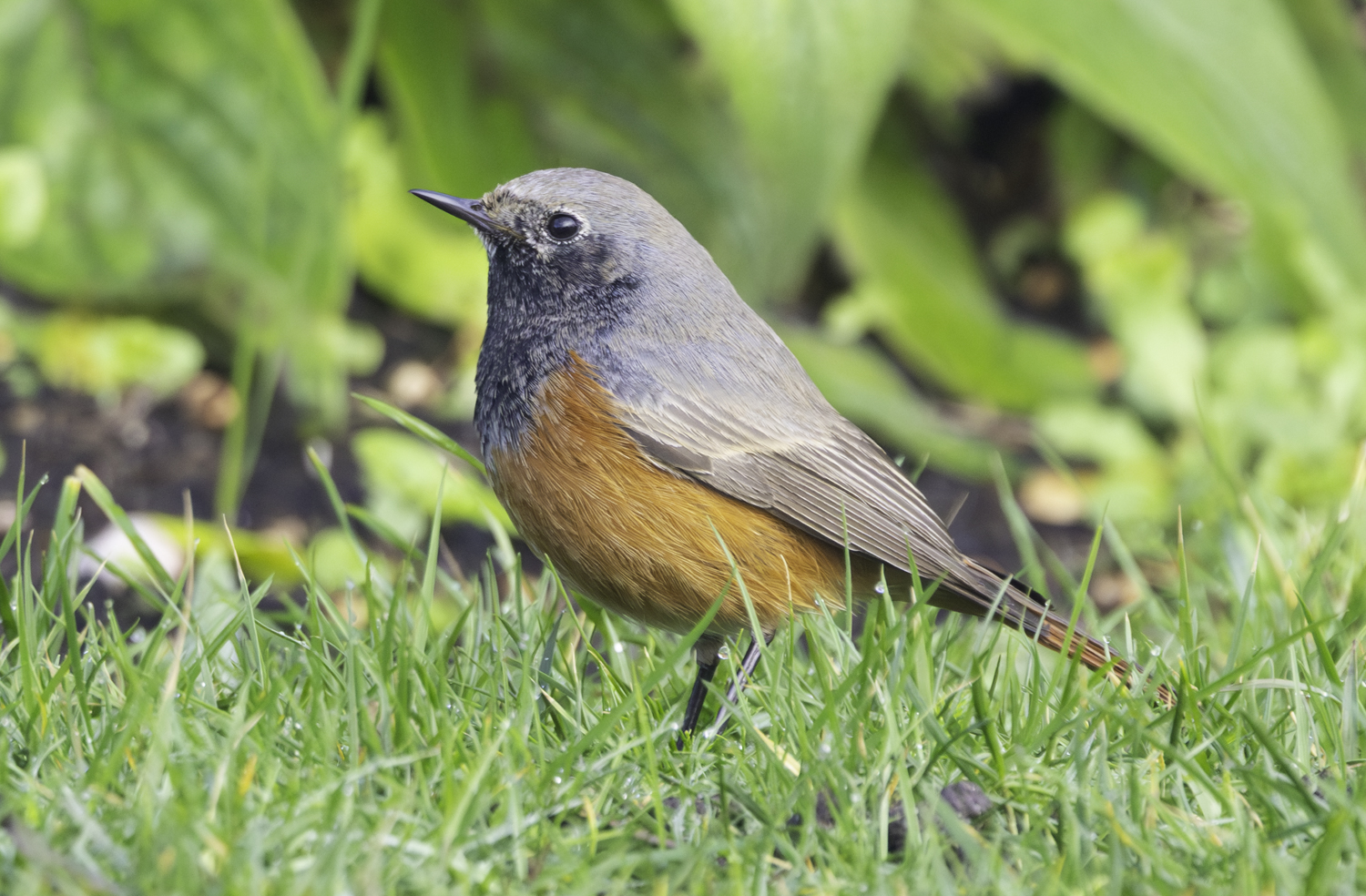 Eastern Black Redstart