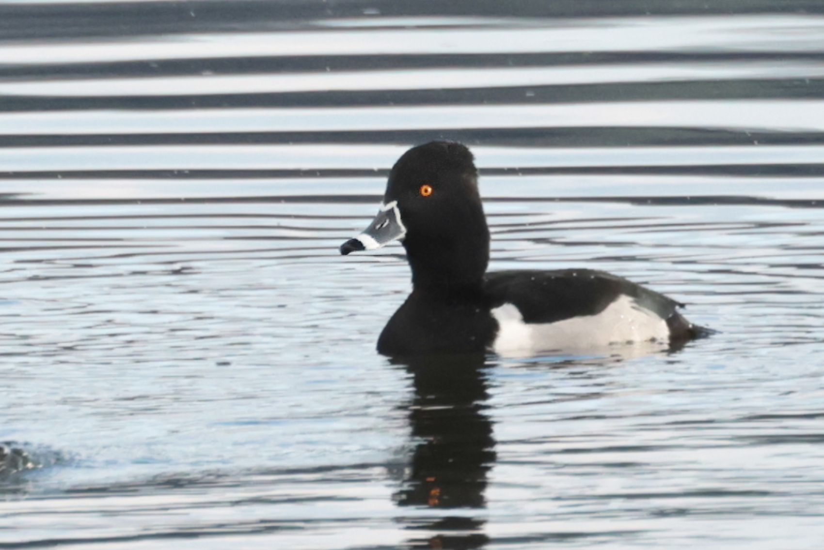 Ring-necked Duck