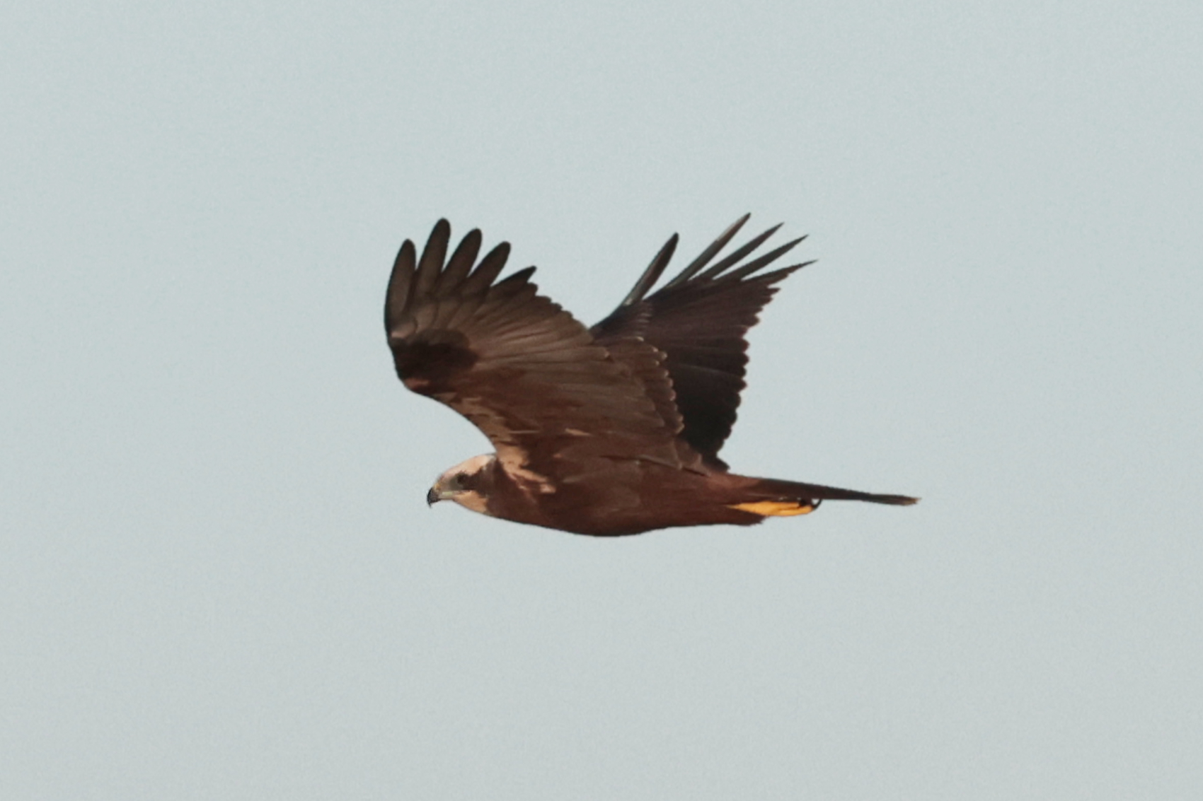 Marsh Harrier