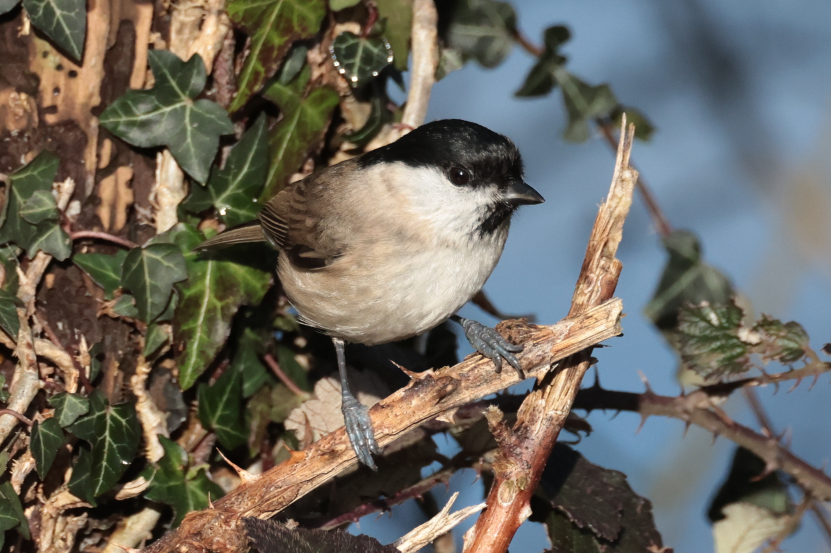 Marsh Tit