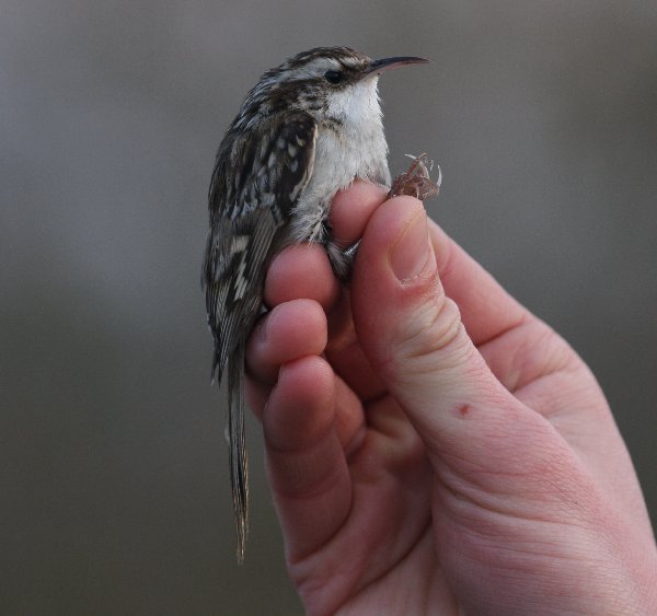 Short-toed Treecreeper