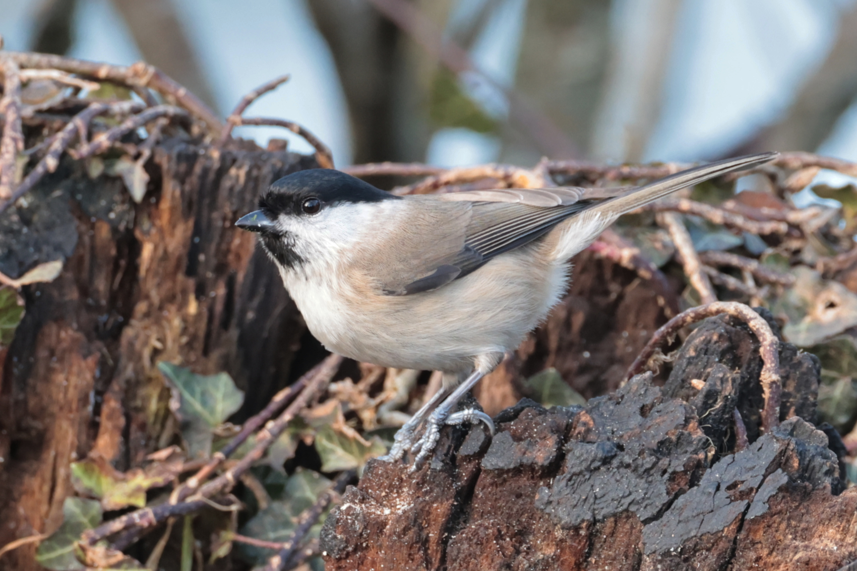 Marsh Tit