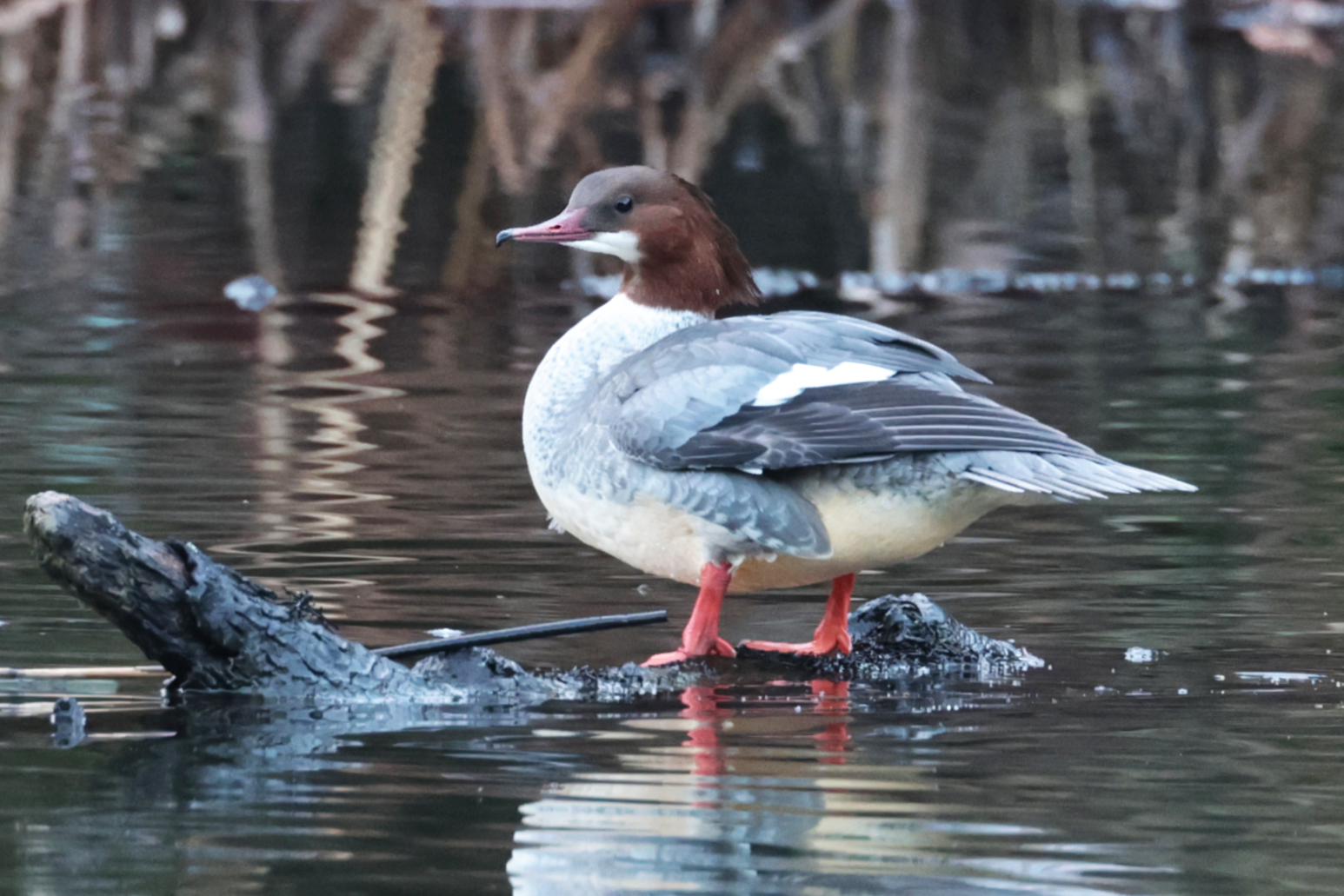 Goosander