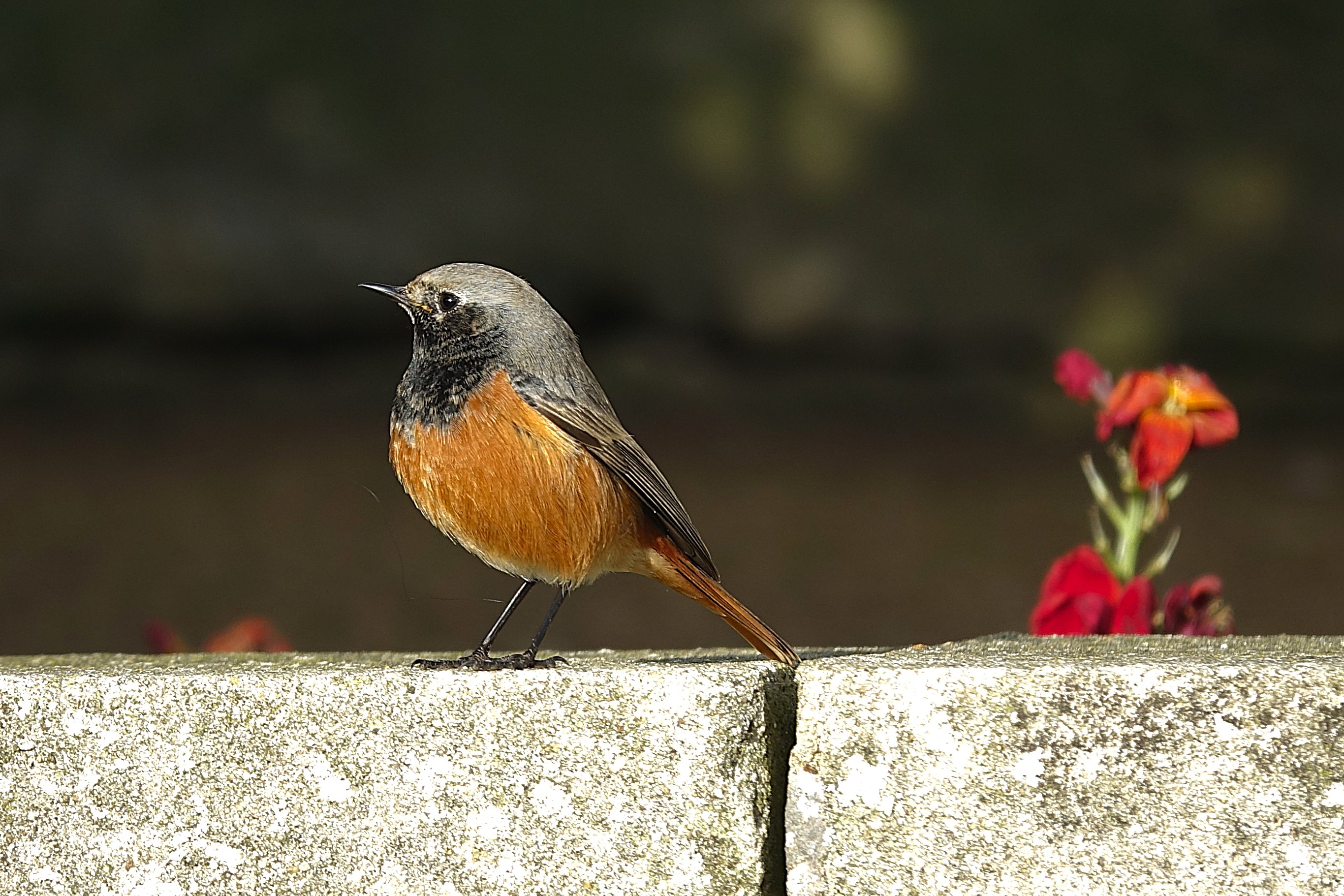 Eastern Black Redstart