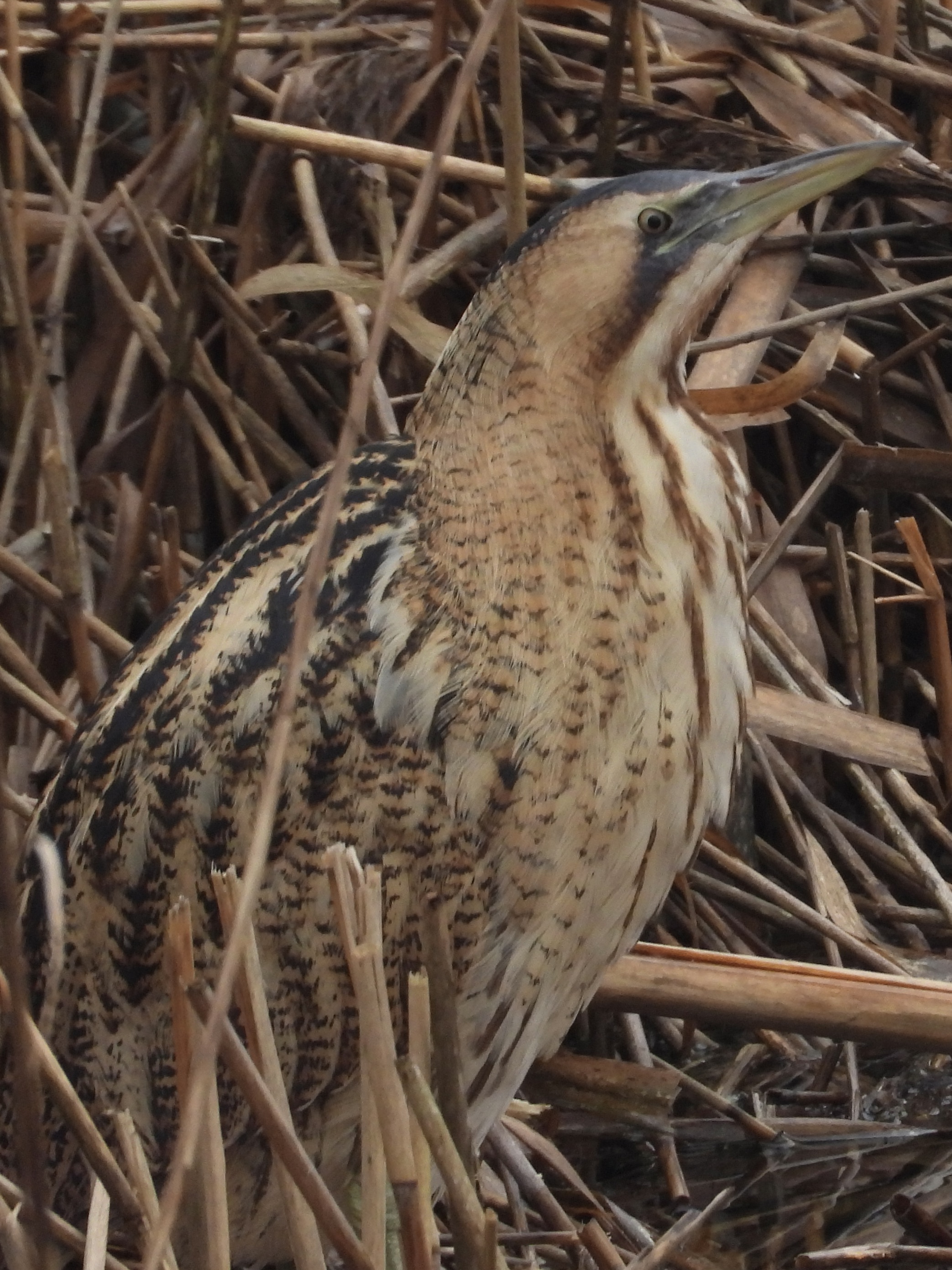 Bittern