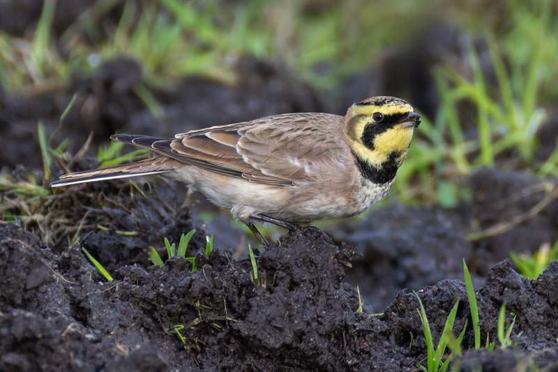 Shorelark