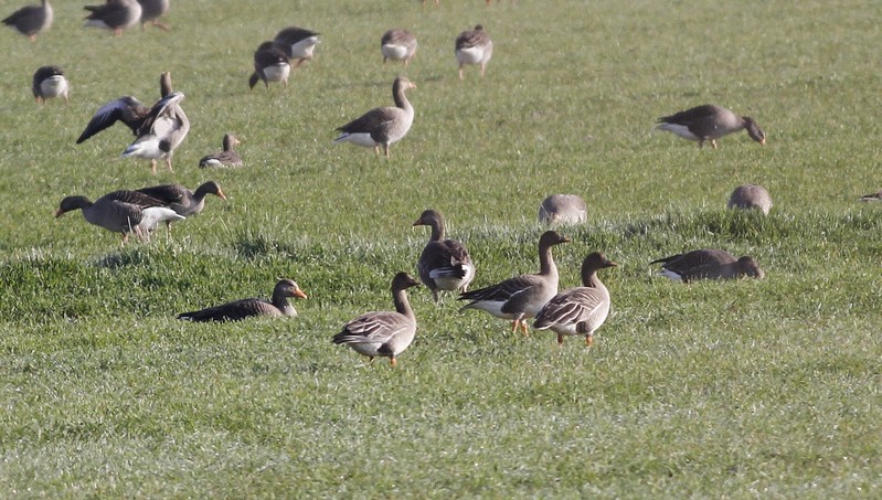 Tundra Bean Goose
