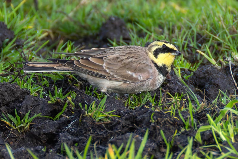 Shorelark