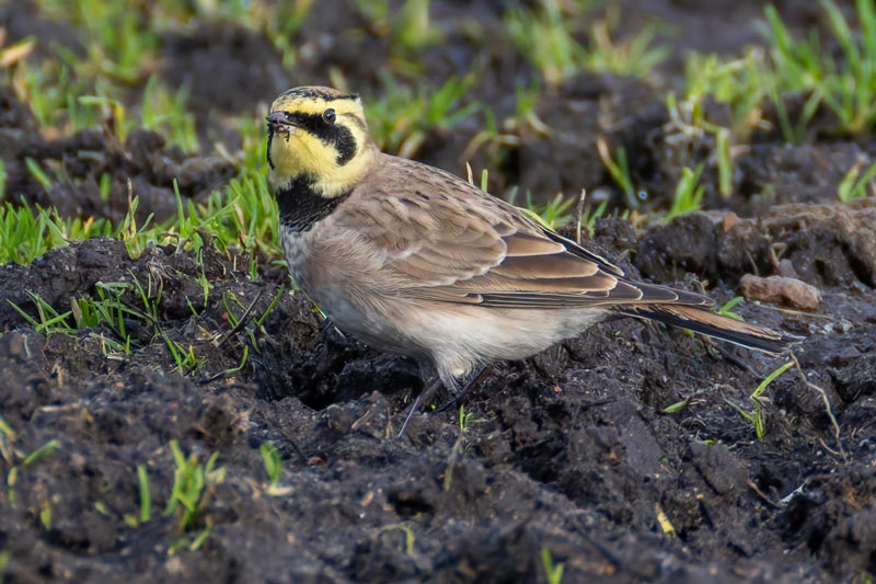 Shorelark