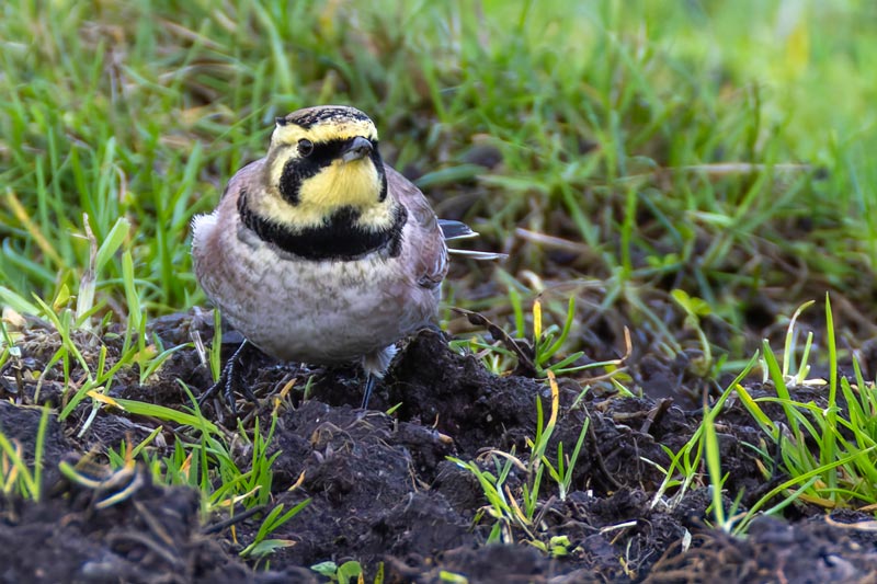 Shorelark