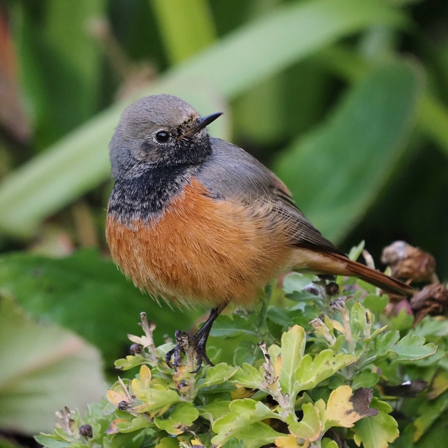 Eastern Black Redstart