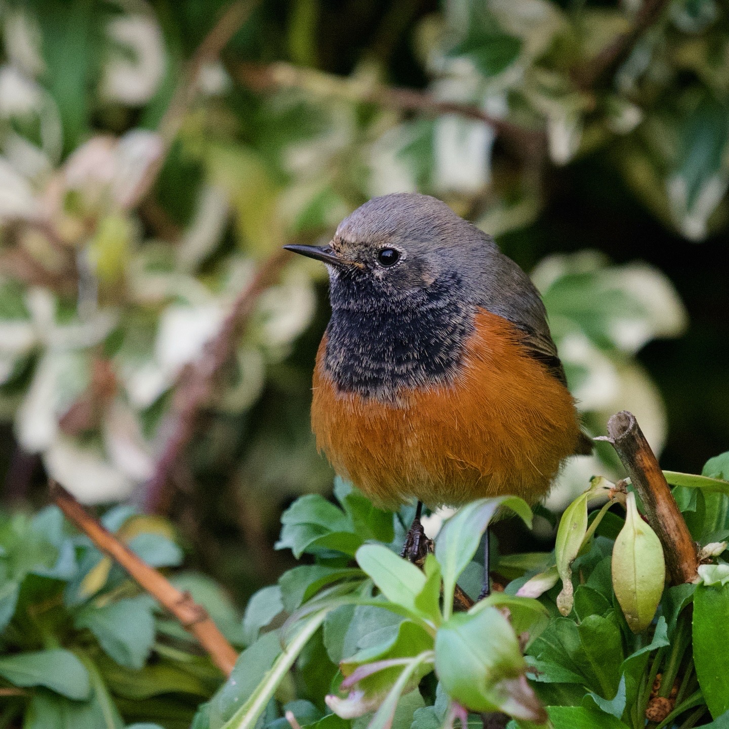 Eastern Black Redstart