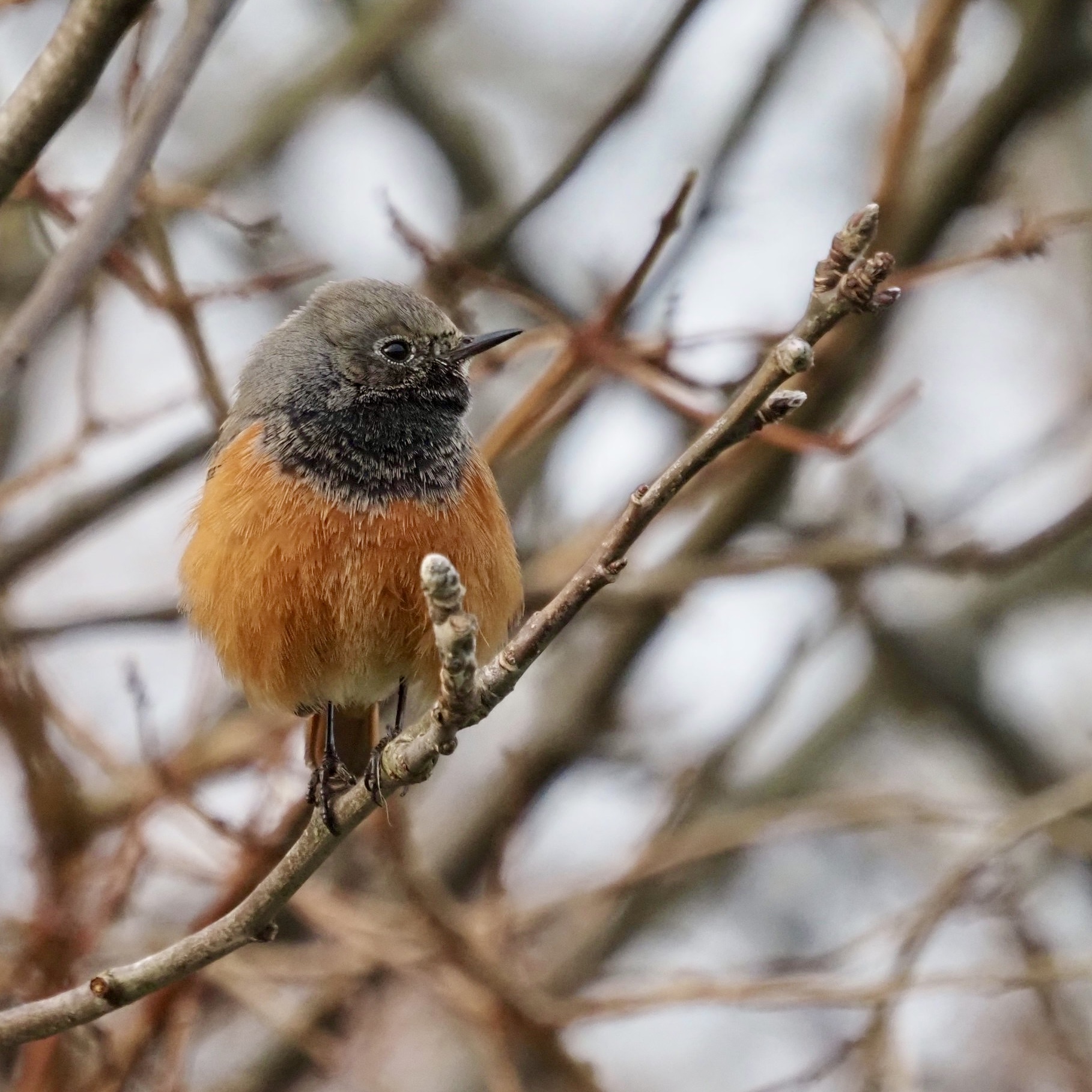 Eastern Black Redstart