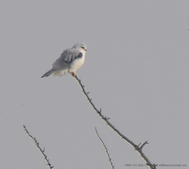 Black-winged Kite
