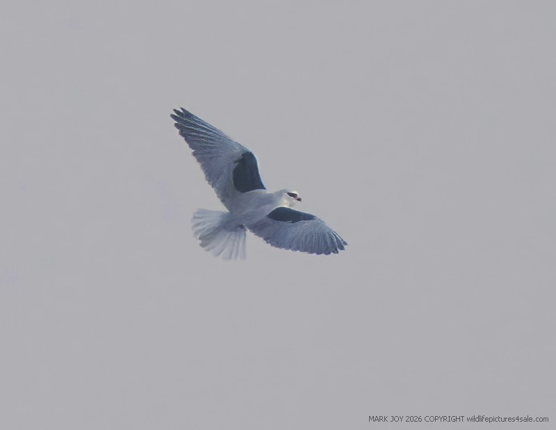 Black-winged Kite