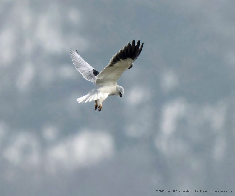 Black-winged Kite