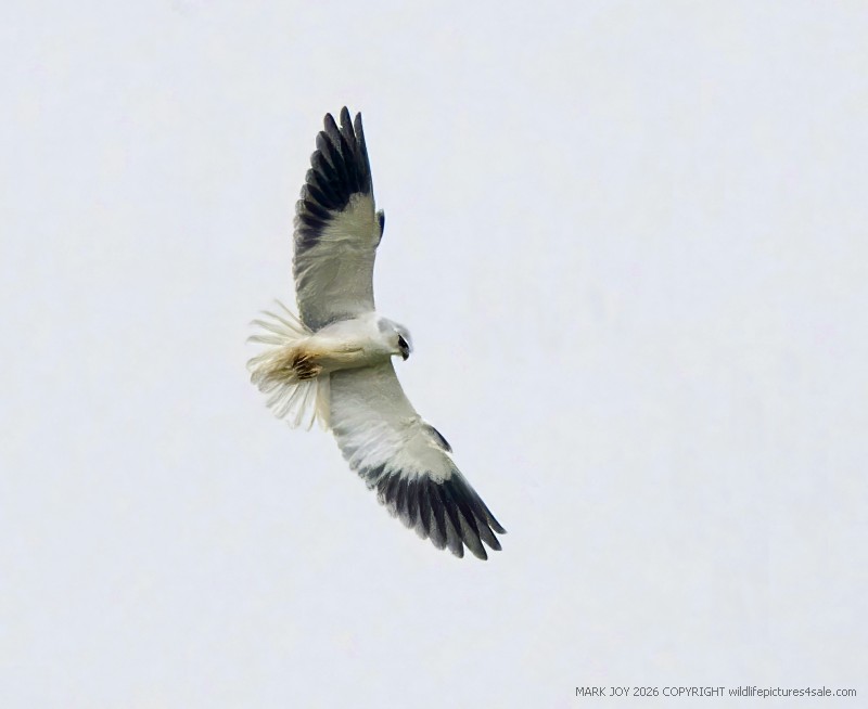 Black-winged Kite