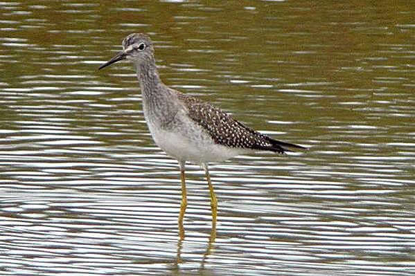 Lesser Yellowlegs