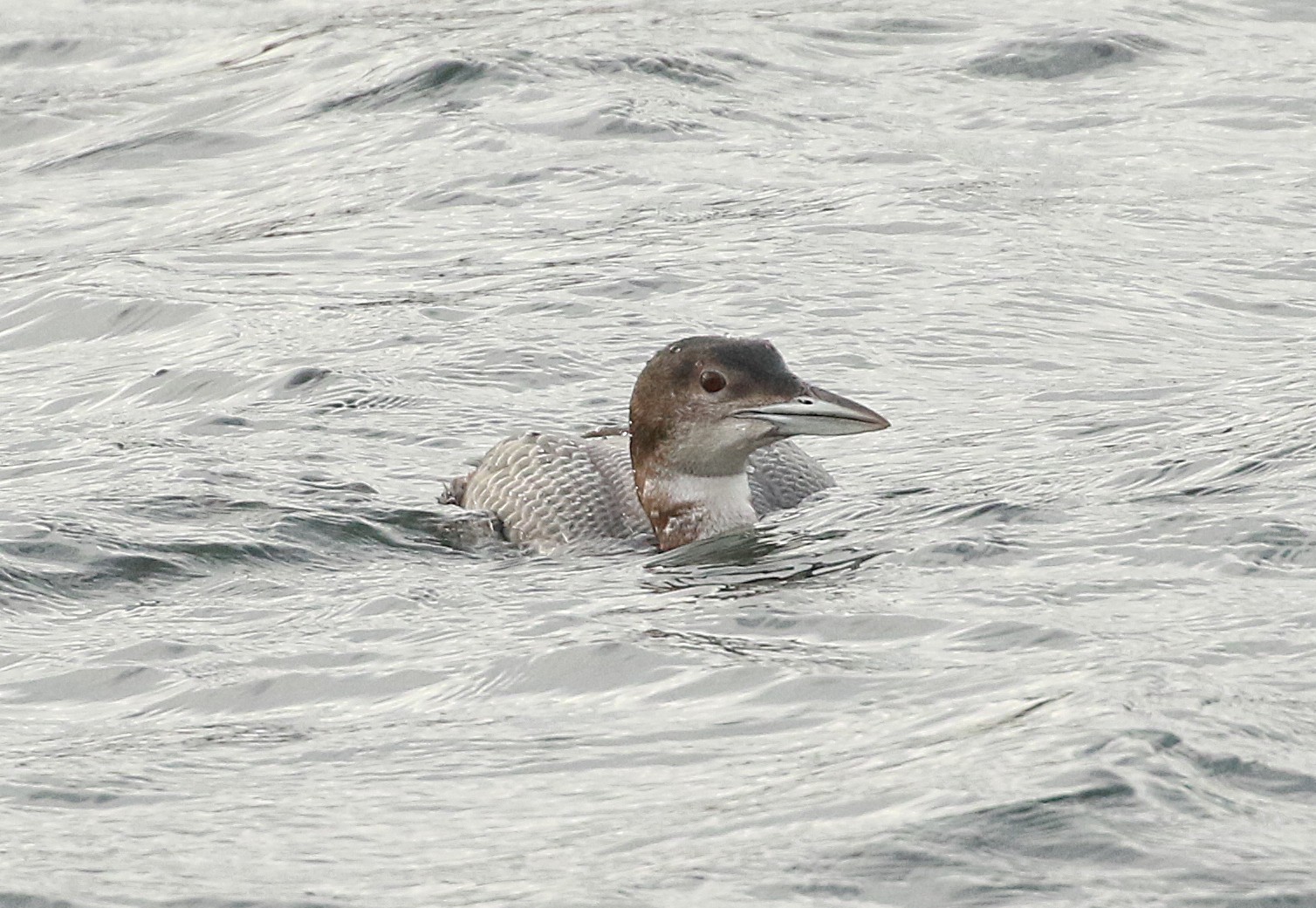 Great Northern Diver