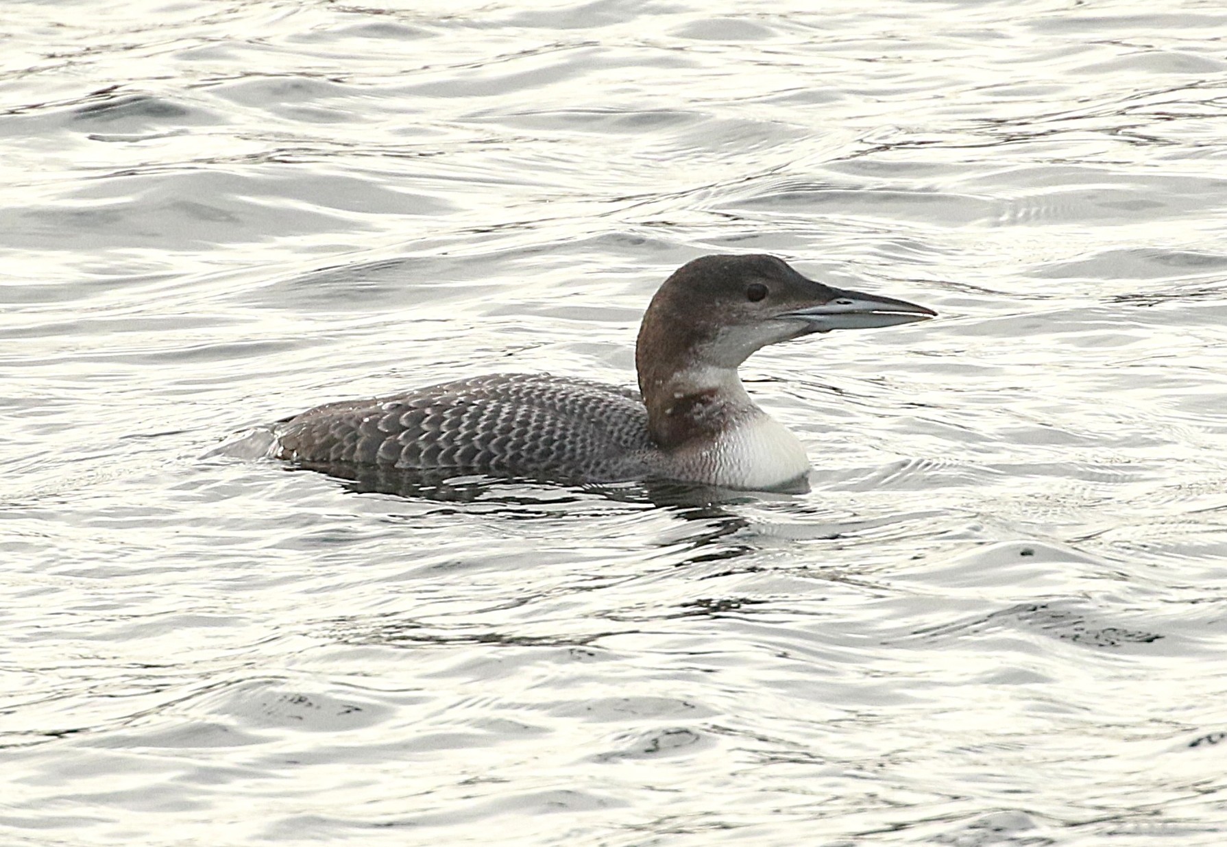 Great Northern Diver