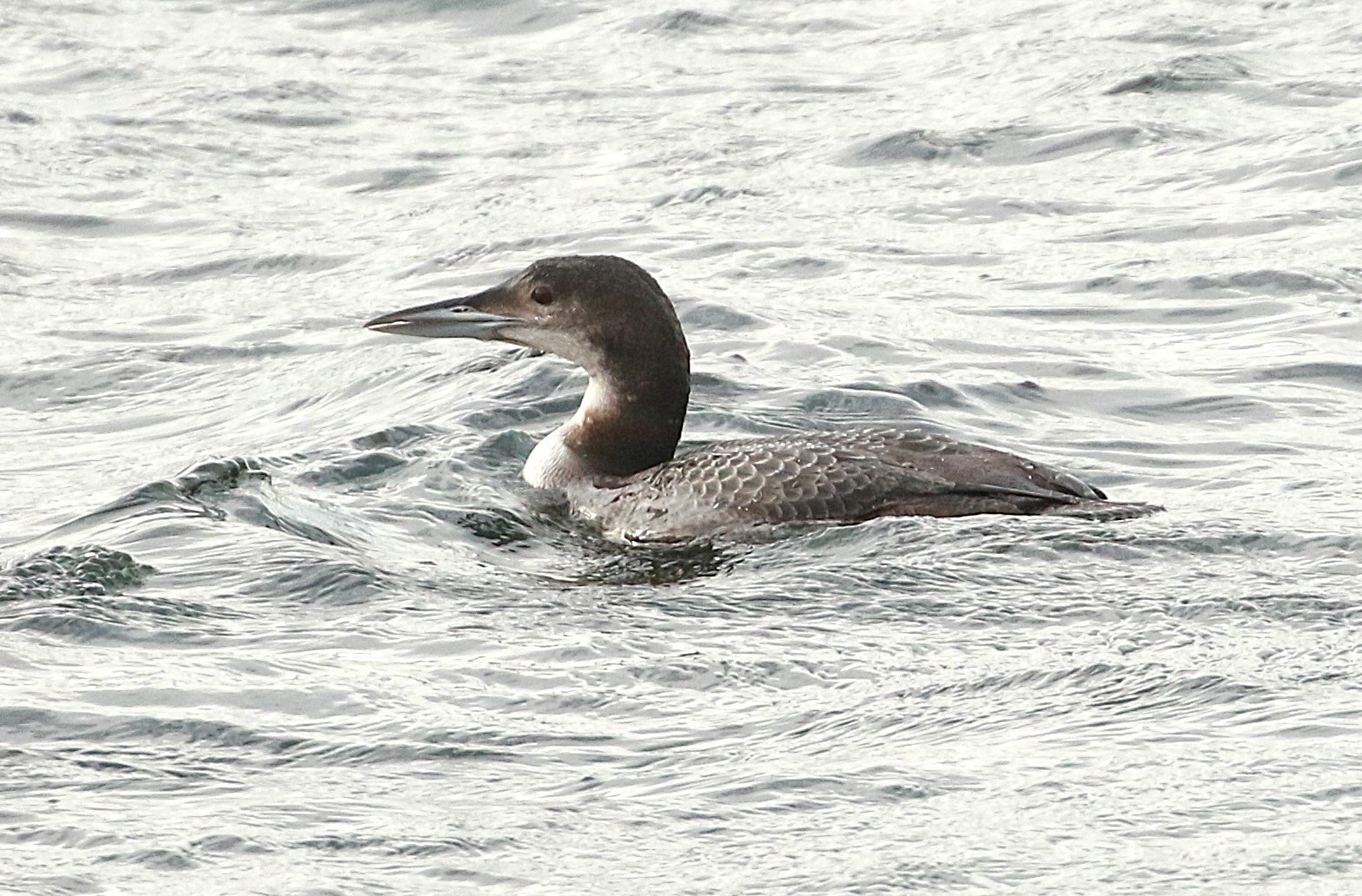 Great Northern Diver