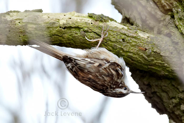Short-toed Treecreeper