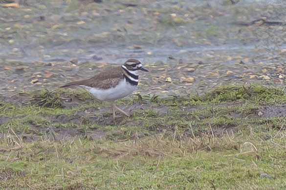 Killdeer