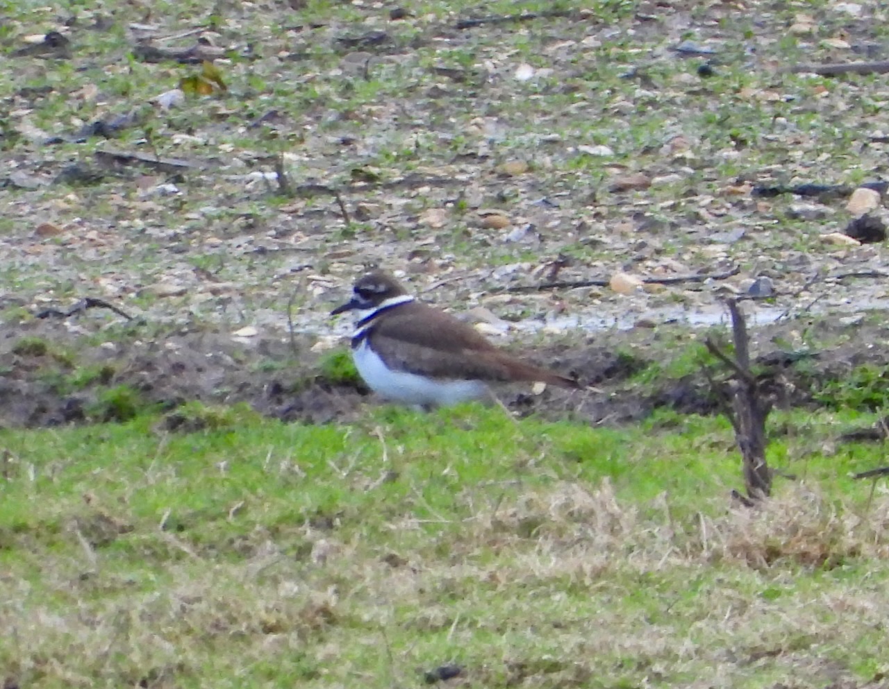 Killdeer