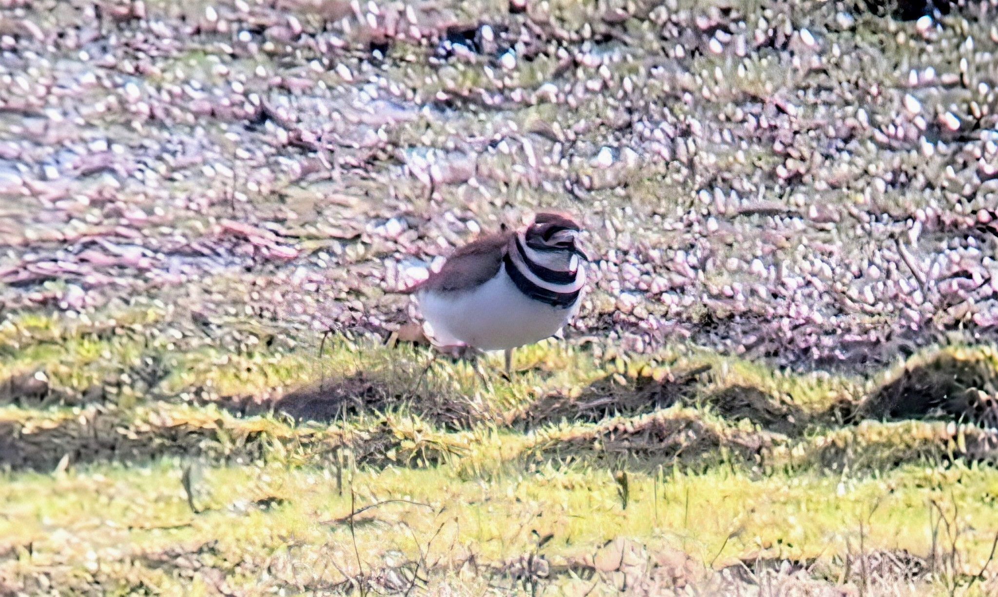 Killdeer