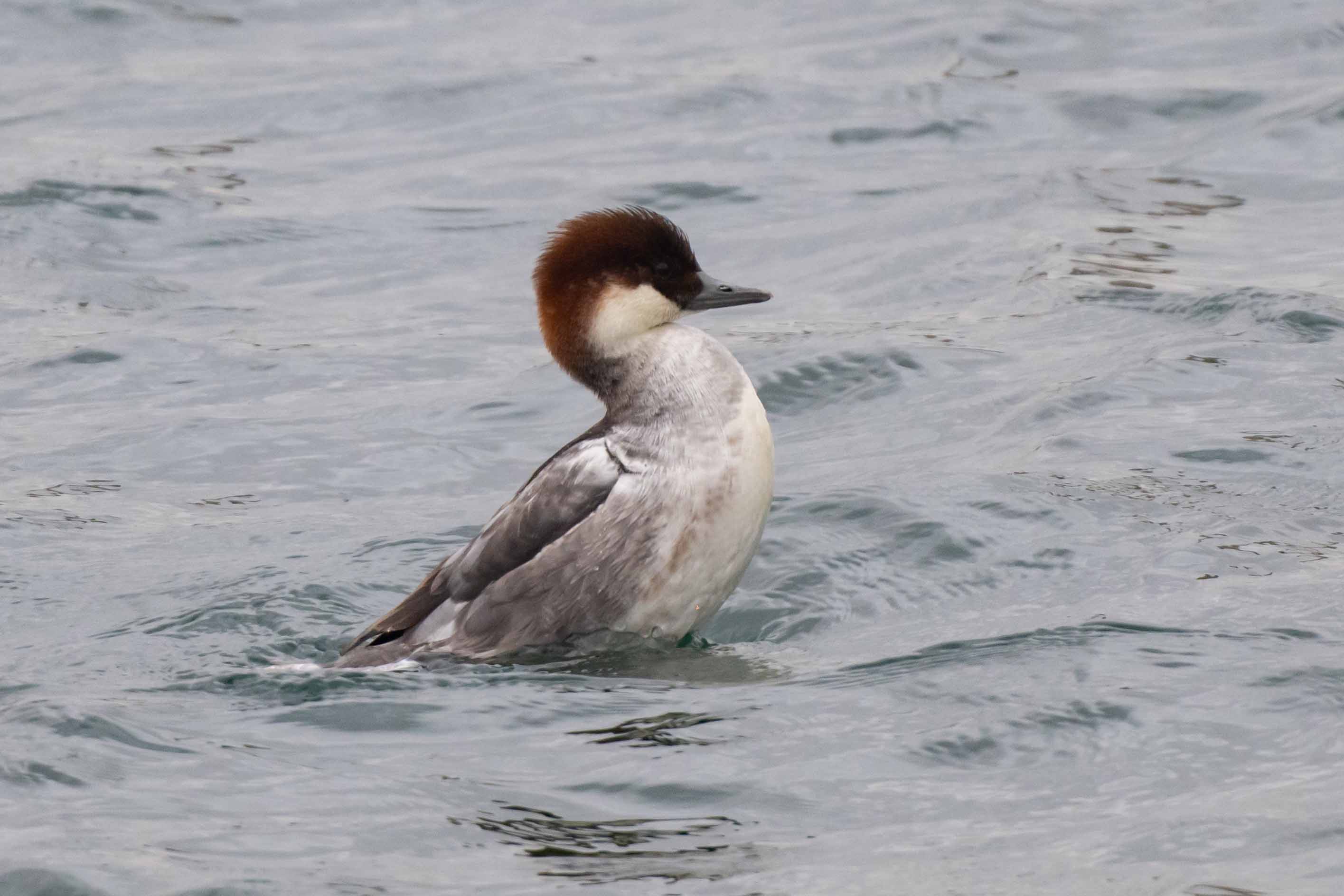 Smew