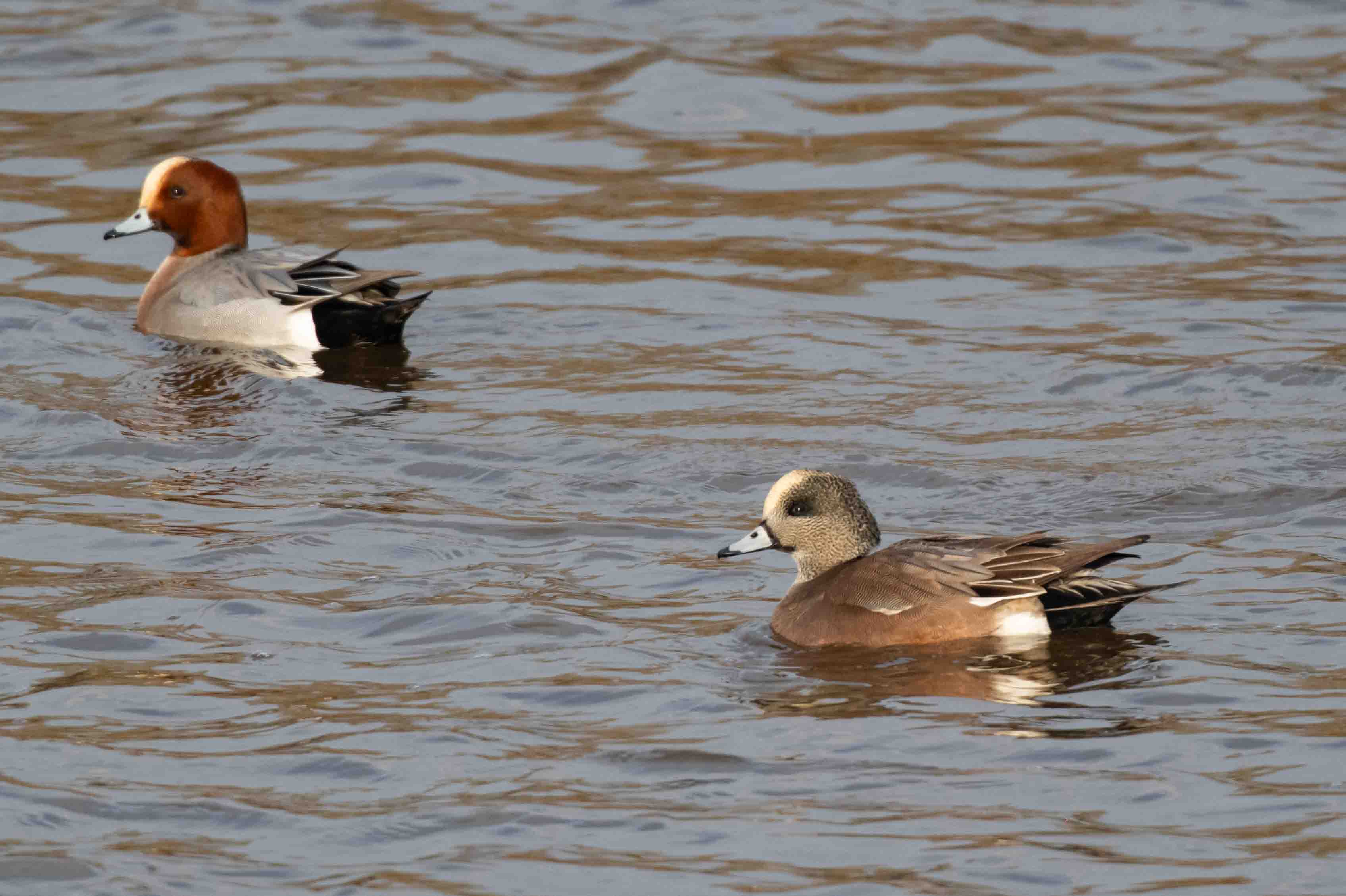 American Wigeon