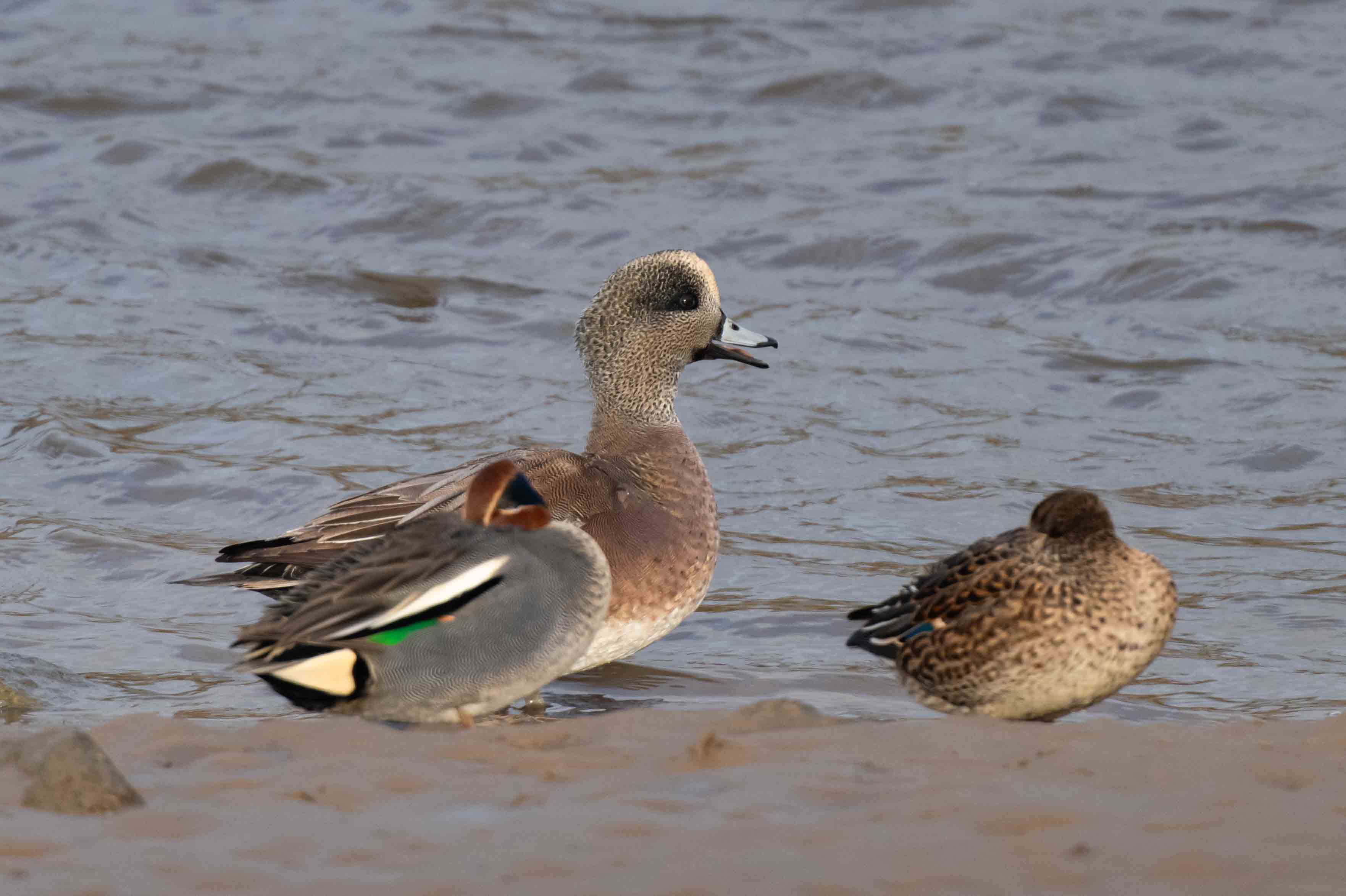 American Wigeon