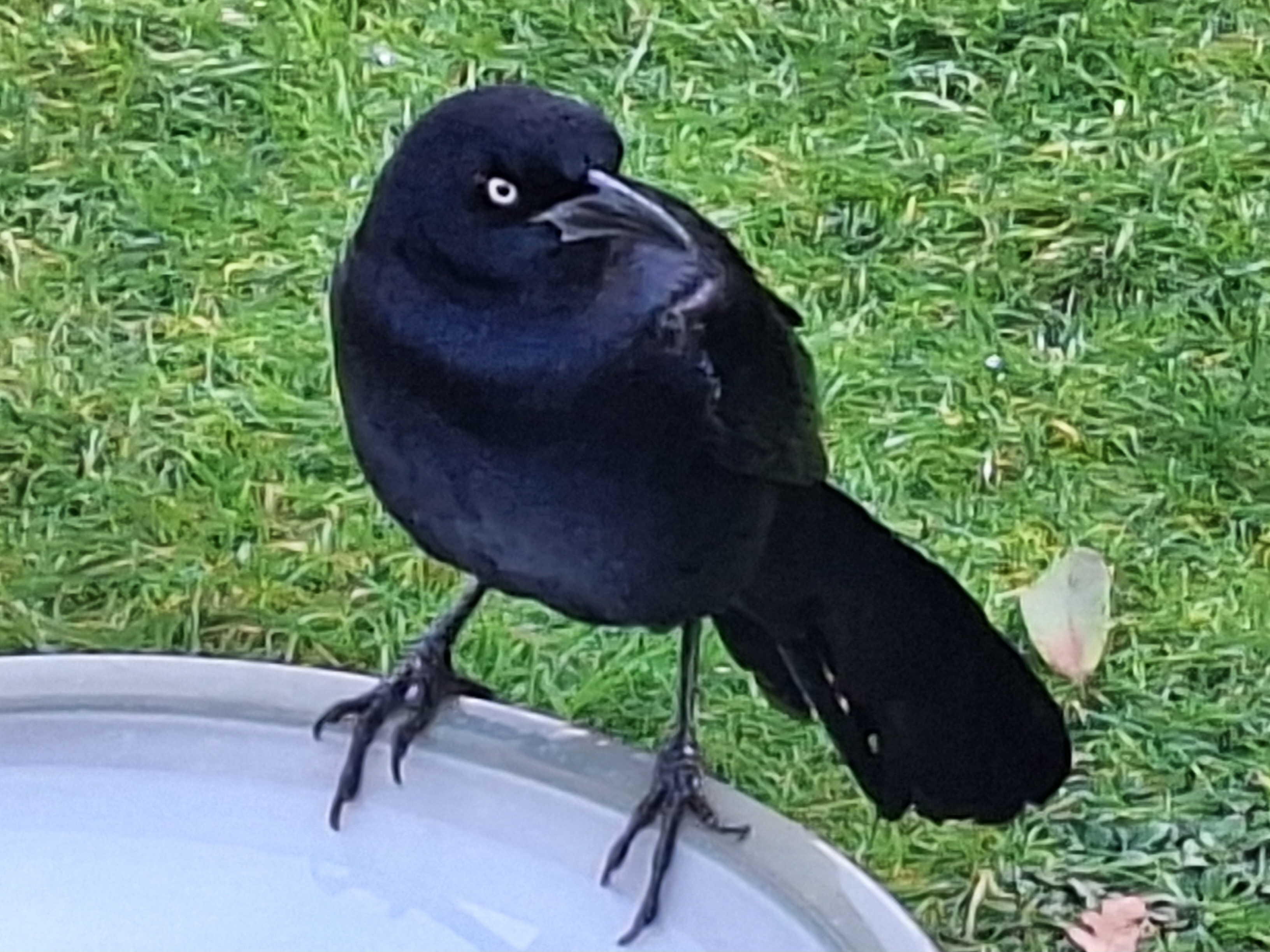 Great-tailed Grackle