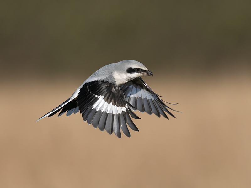 Great Grey Shrike