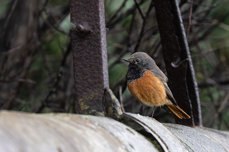 Eastern Black Redstart