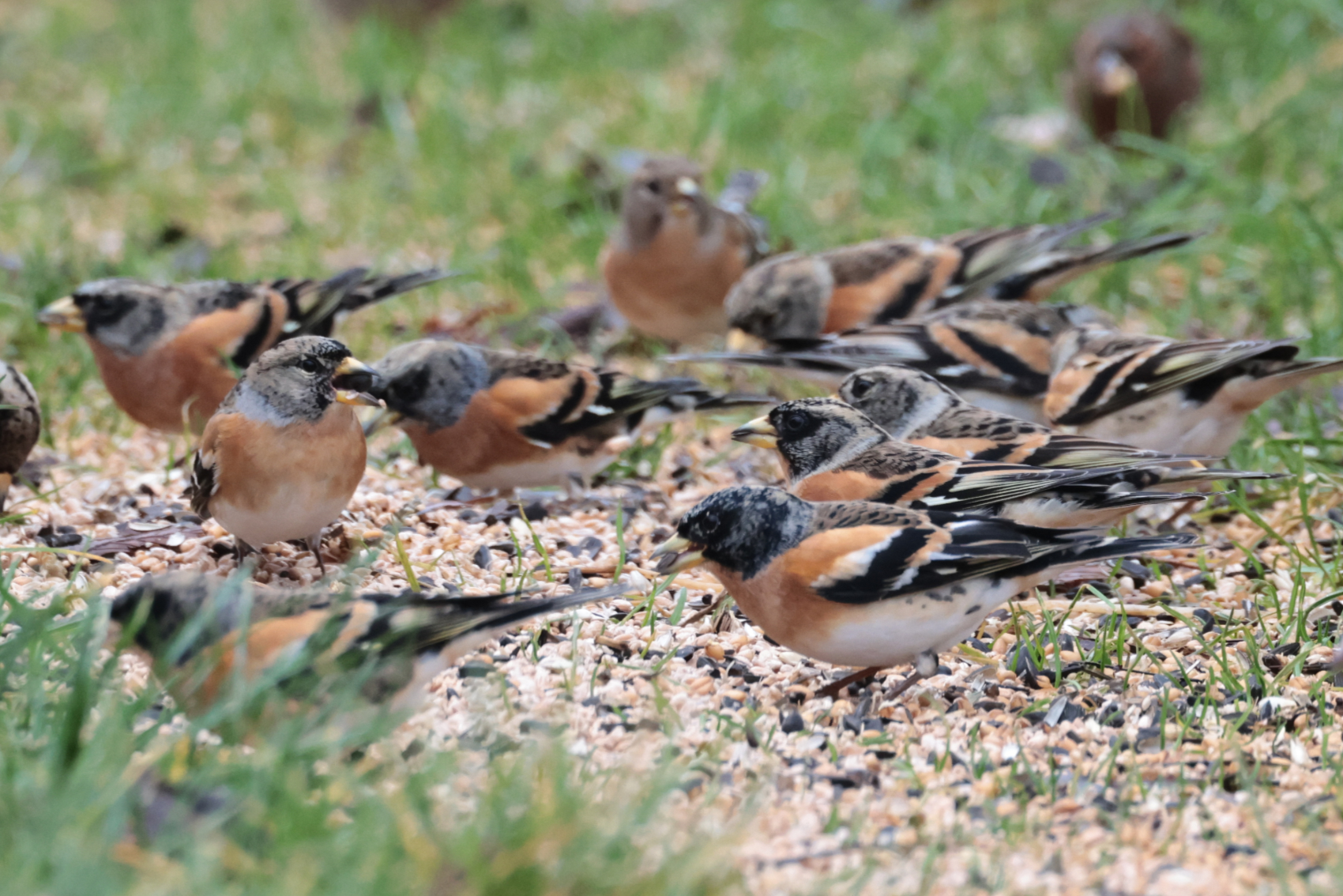 Brambling