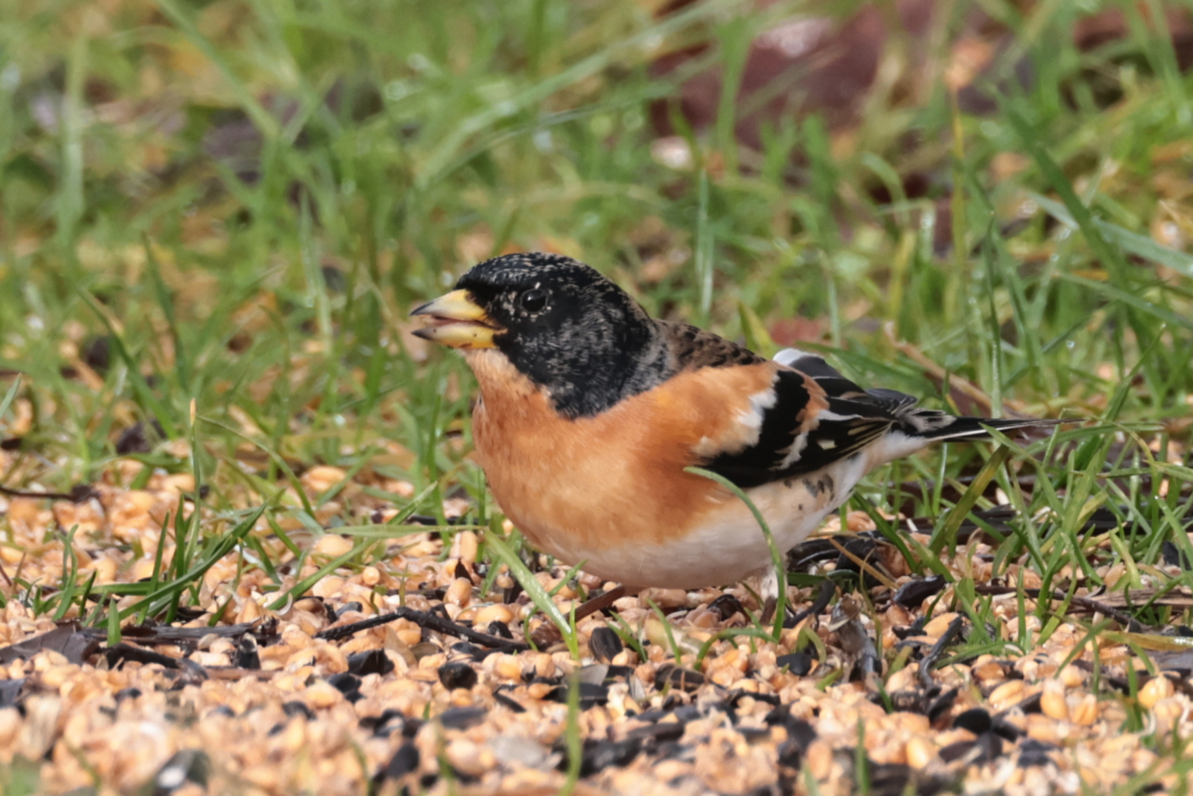 Brambling