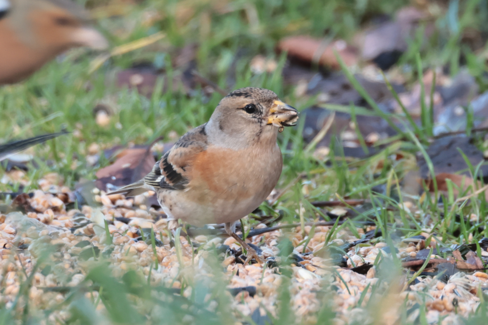Brambling