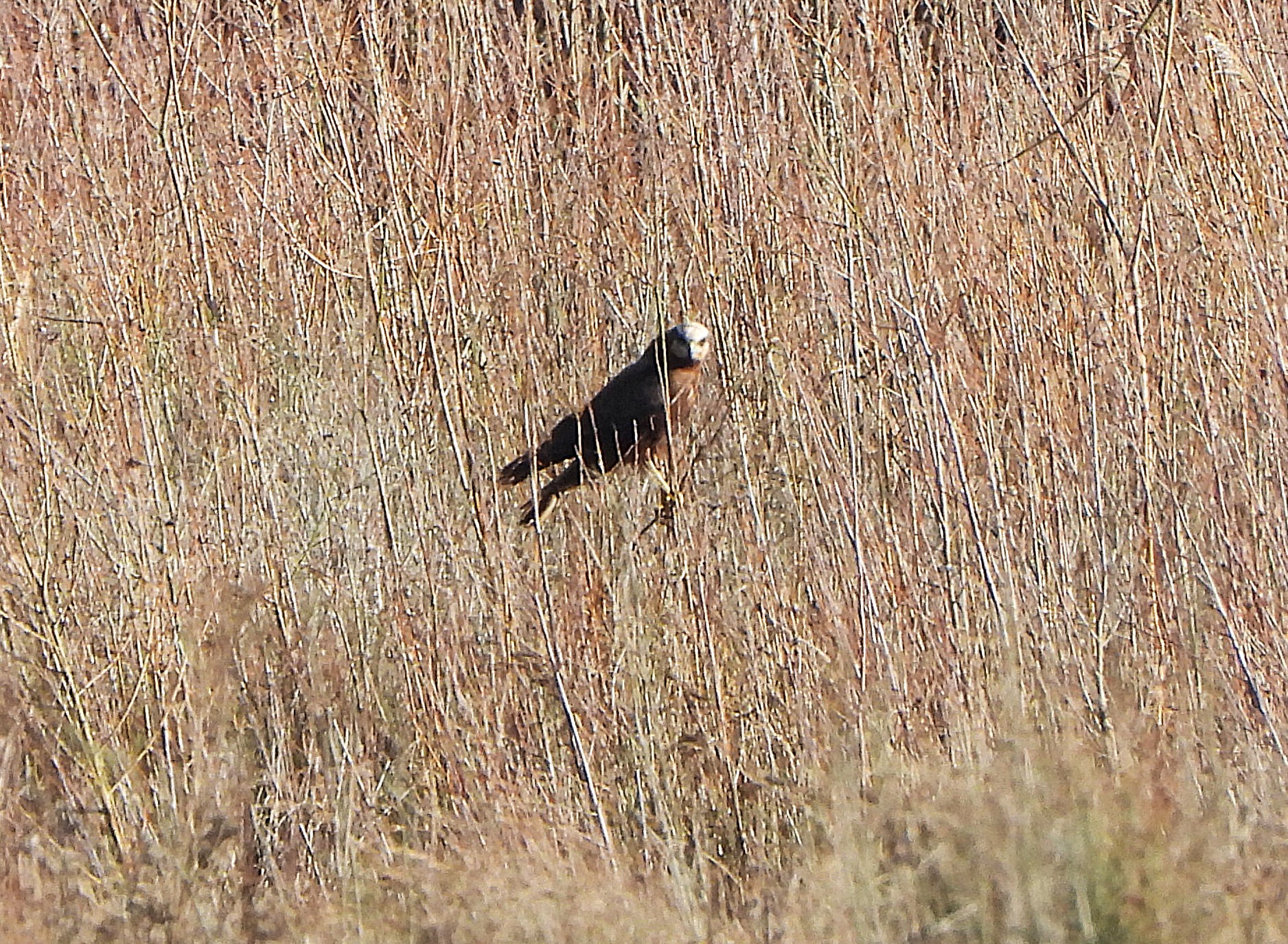 marsh harrier 