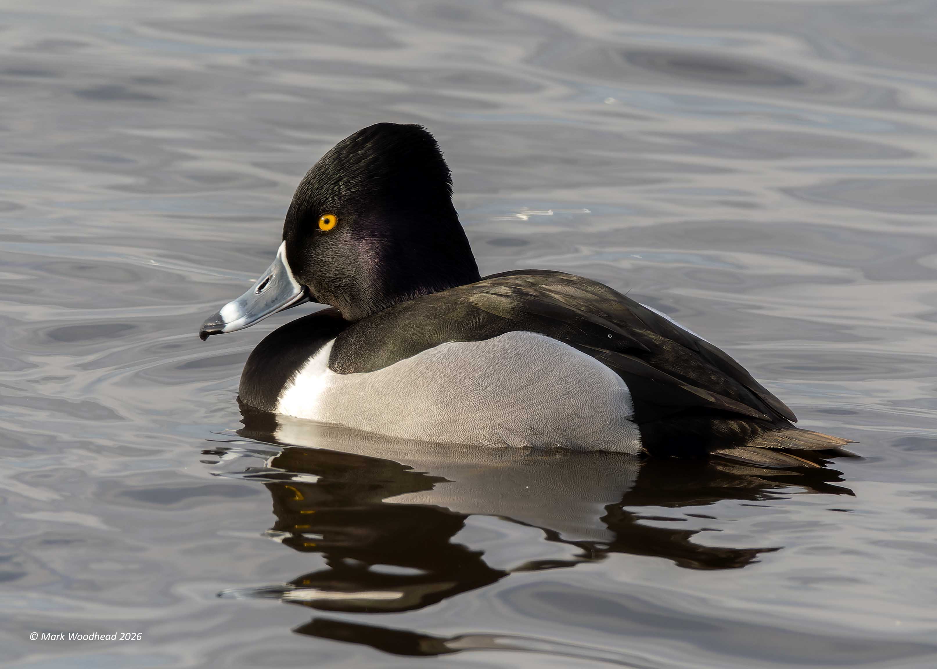 Ring-necked Duck