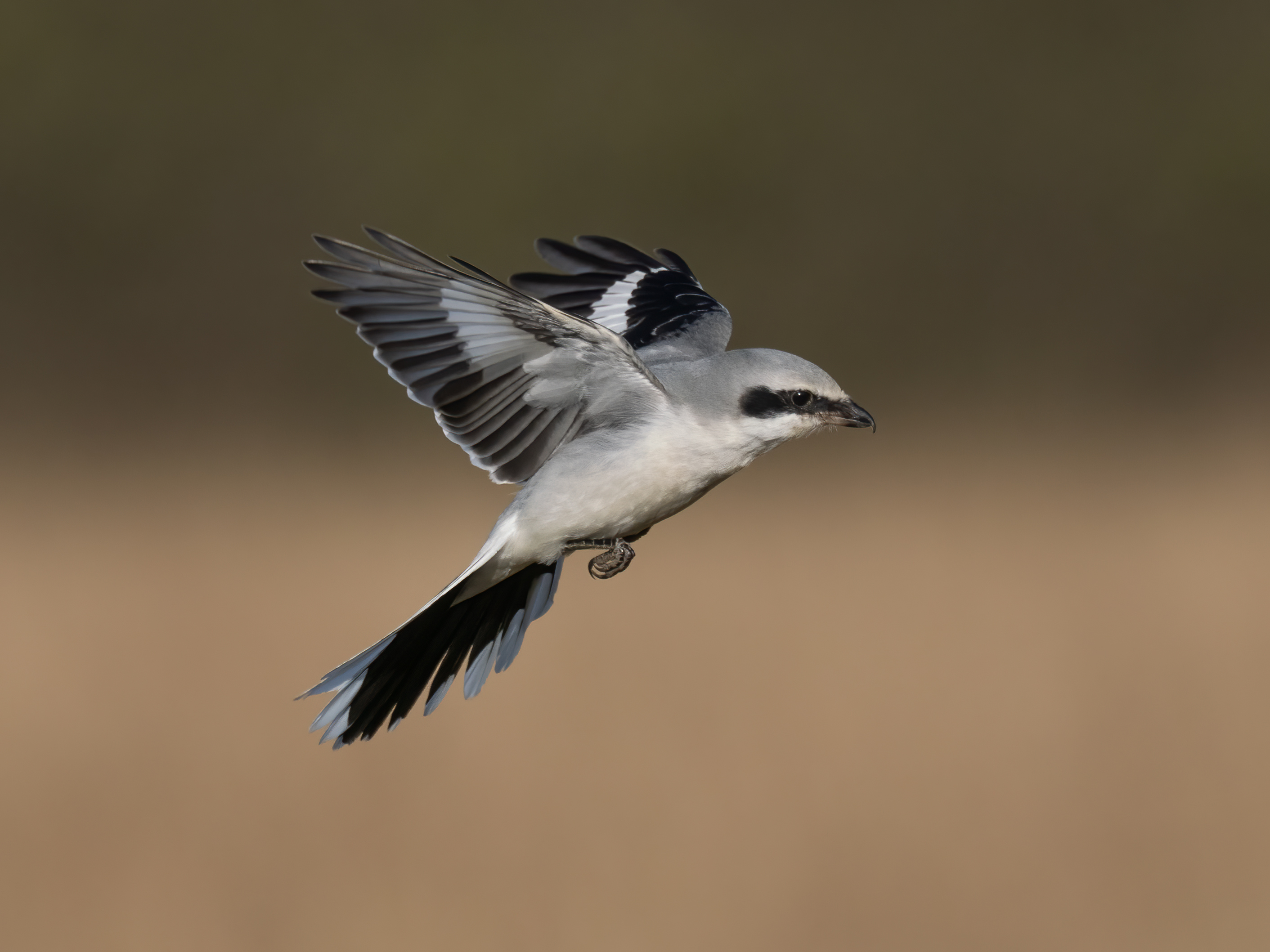 Great Grey Shrike