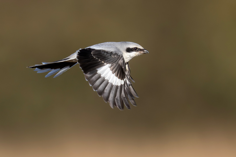 Great Grey Shrike