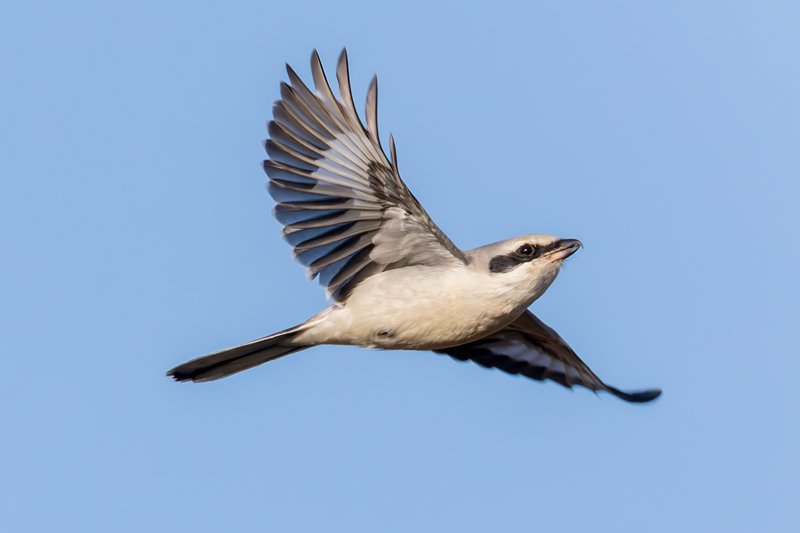 Great Grey Shrike