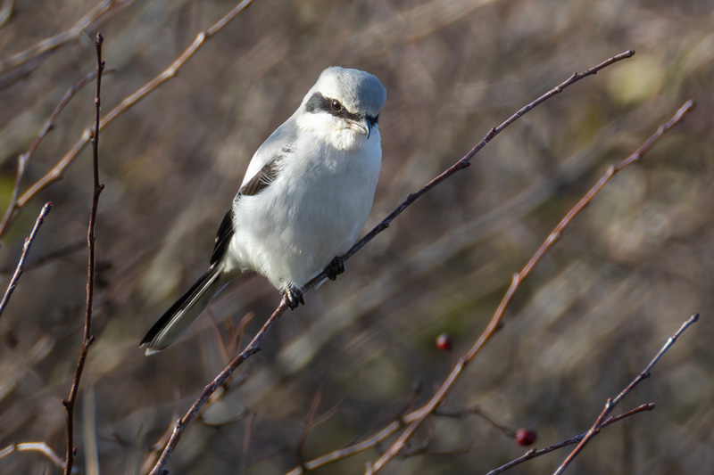 Great Grey Shrike