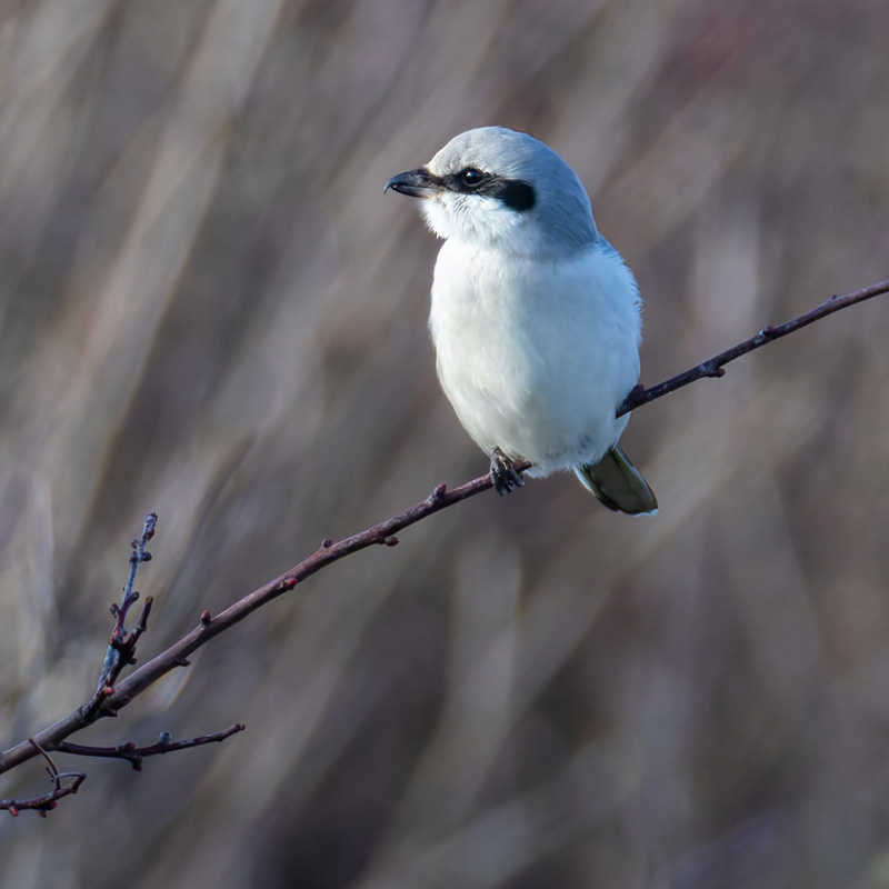 Great Grey Shrike