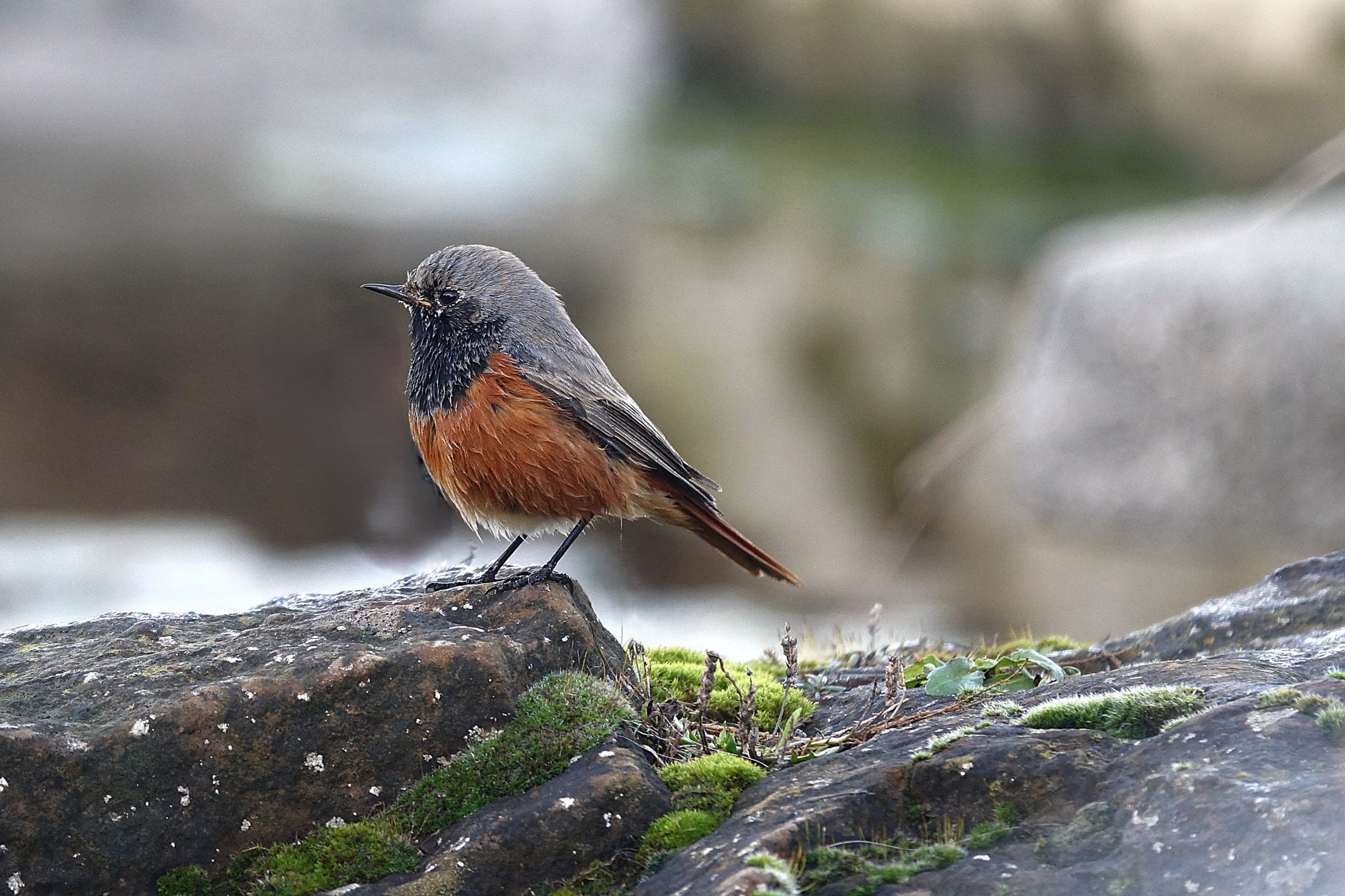 Eastern Black Redstart