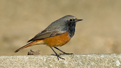 Eastern Black Redstart